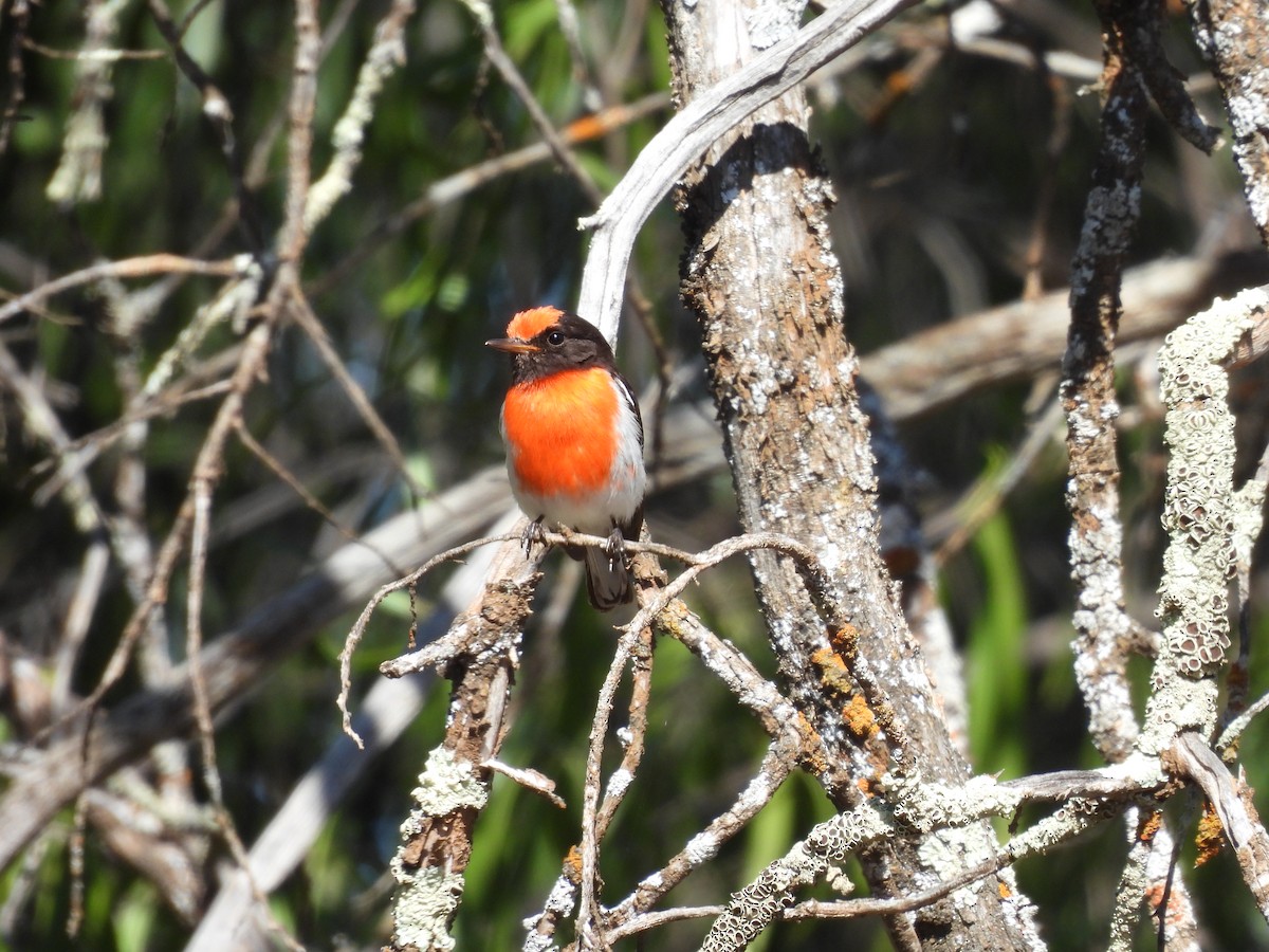 Red-capped Robin - ML612504030
