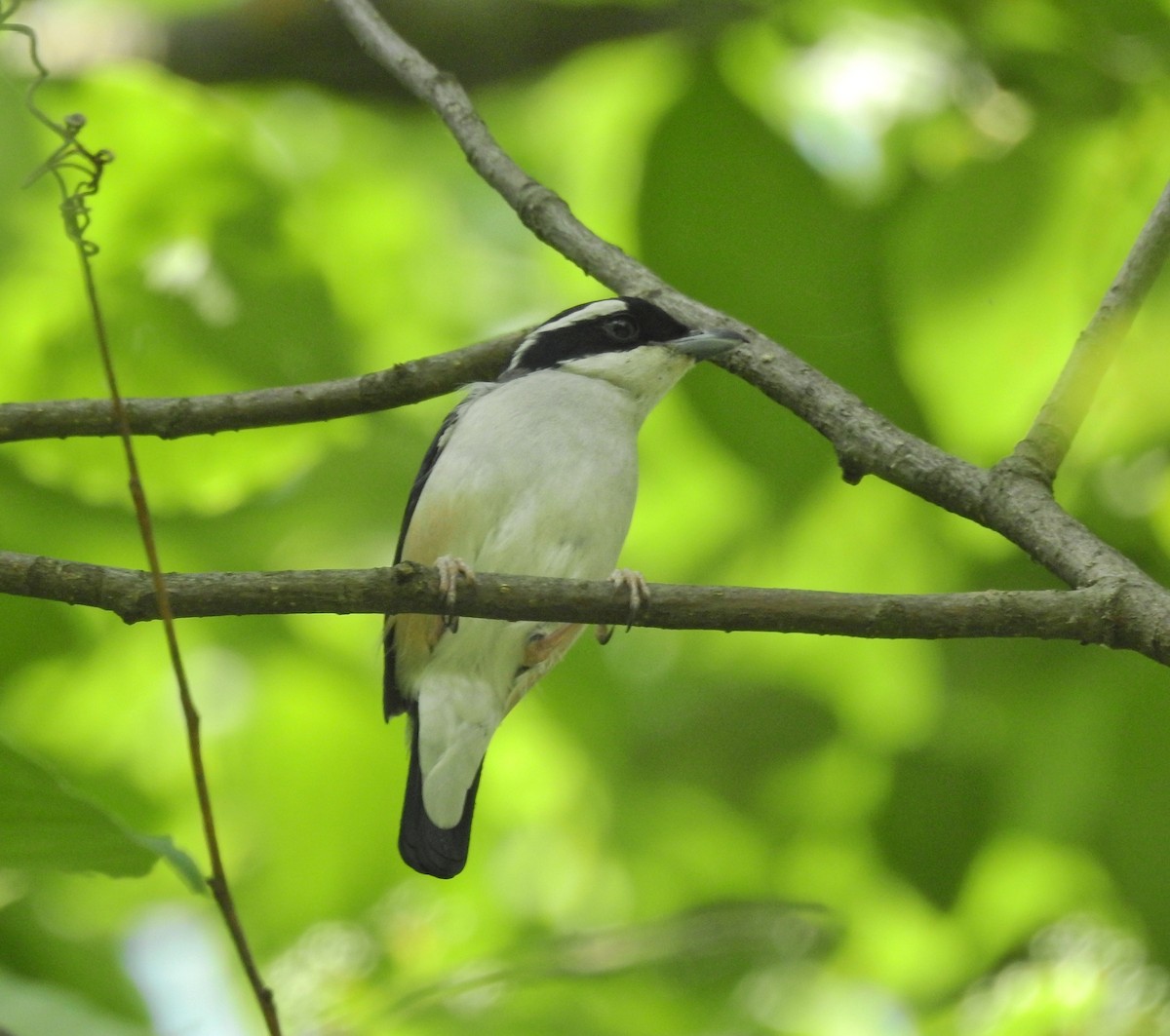 White-browed Shrike-Babbler (Himalayan) - ML612504184