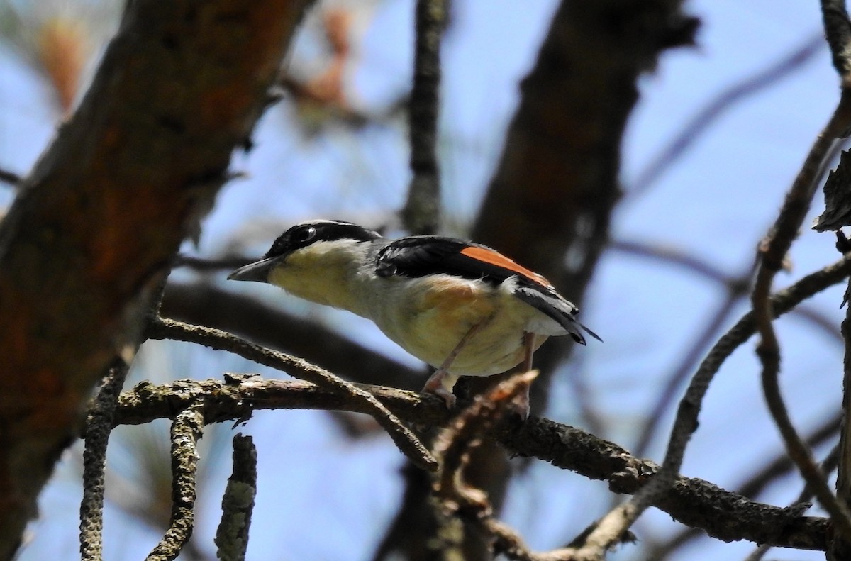 White-browed Shrike-Babbler (Himalayan) - ML612504204