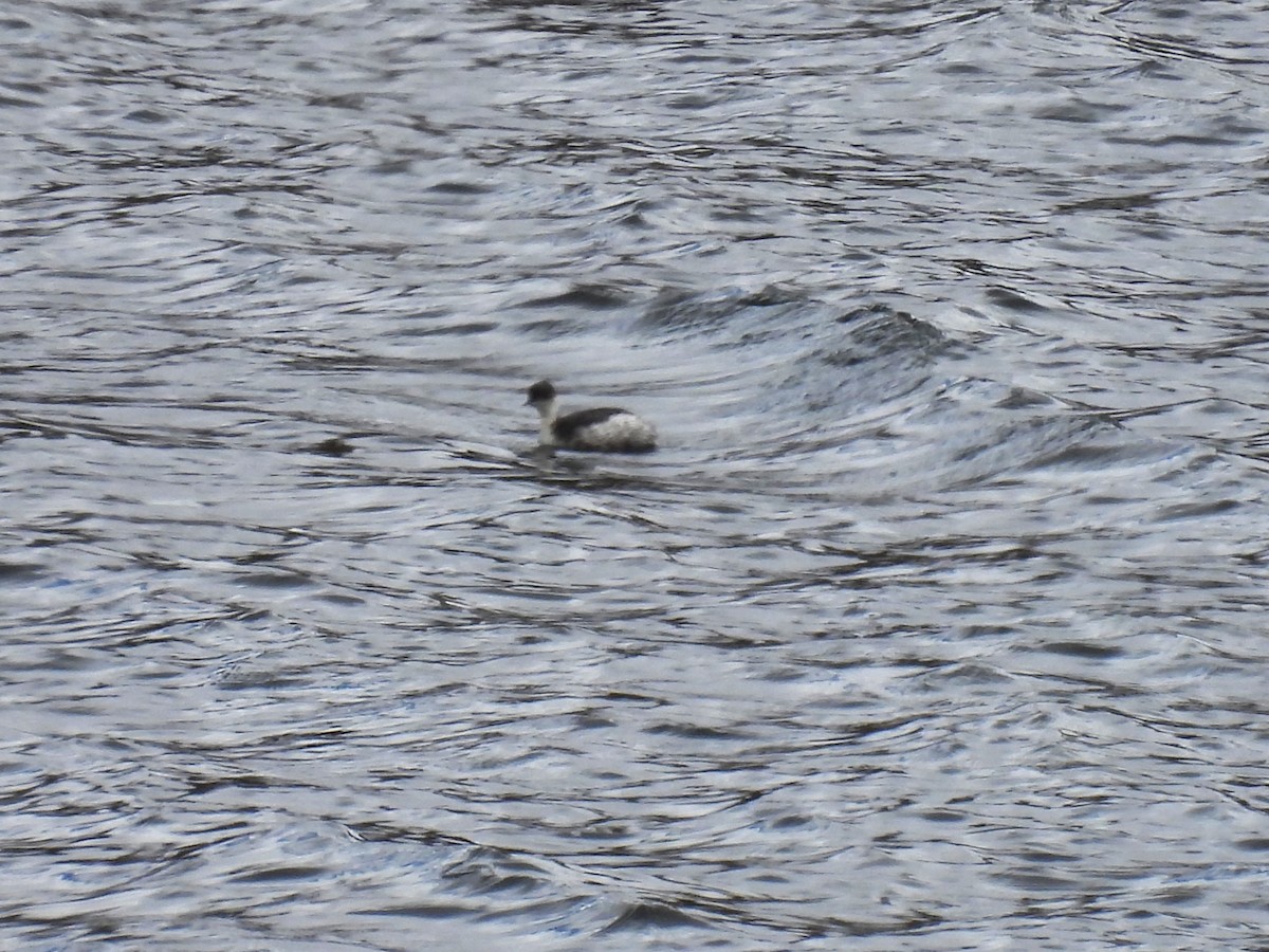 Silvery Grebe (Andean) - ML612504290