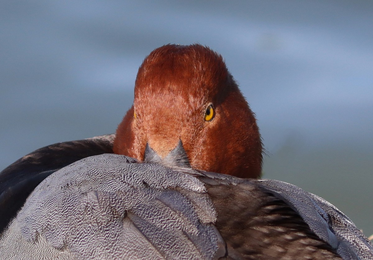 eBird Checklist 21 Dec 2023 Lake Morton 19 species