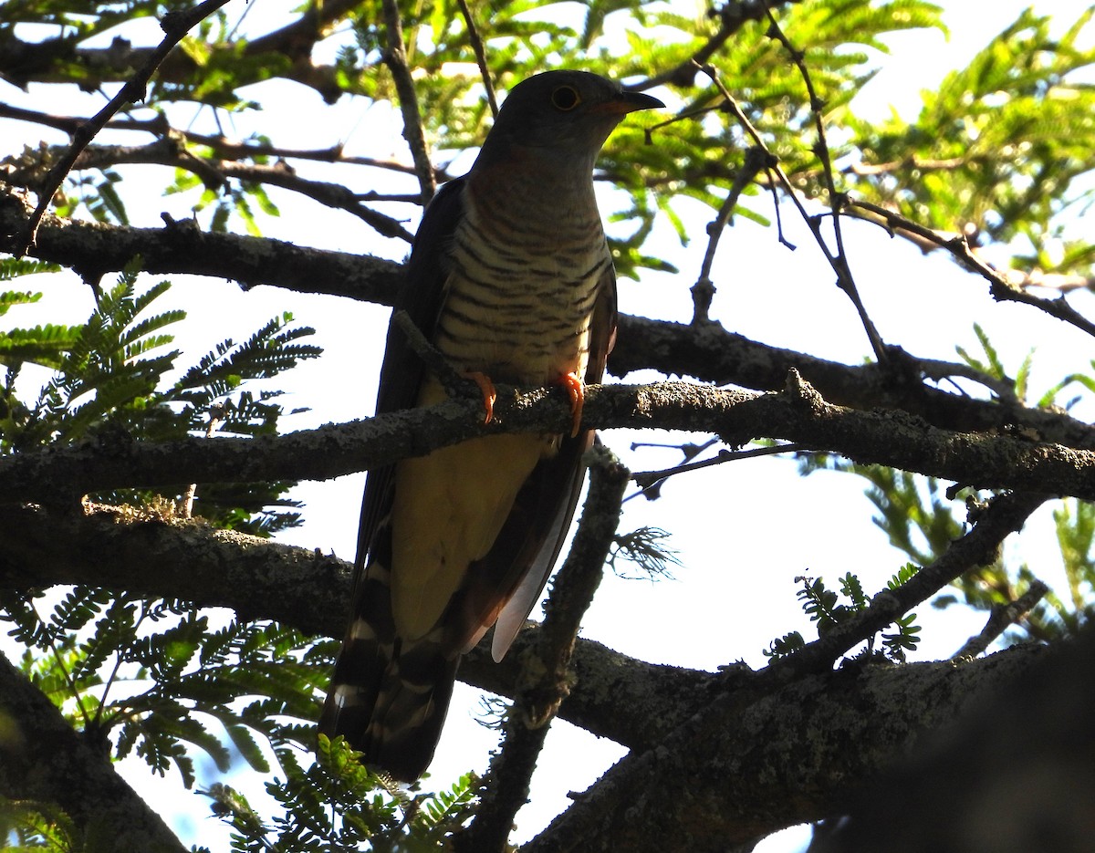 Red-chested Cuckoo - ML612504423