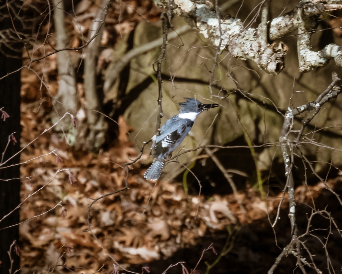 Belted Kingfisher - ML612505160