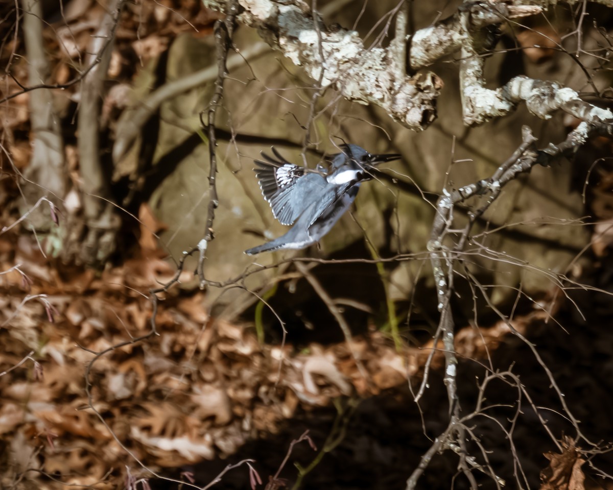 Belted Kingfisher - ML612505161