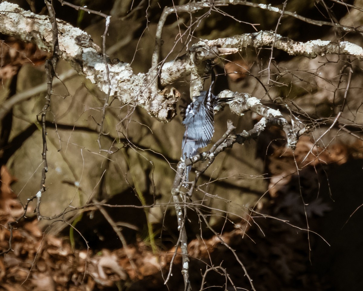 Belted Kingfisher - ML612505162