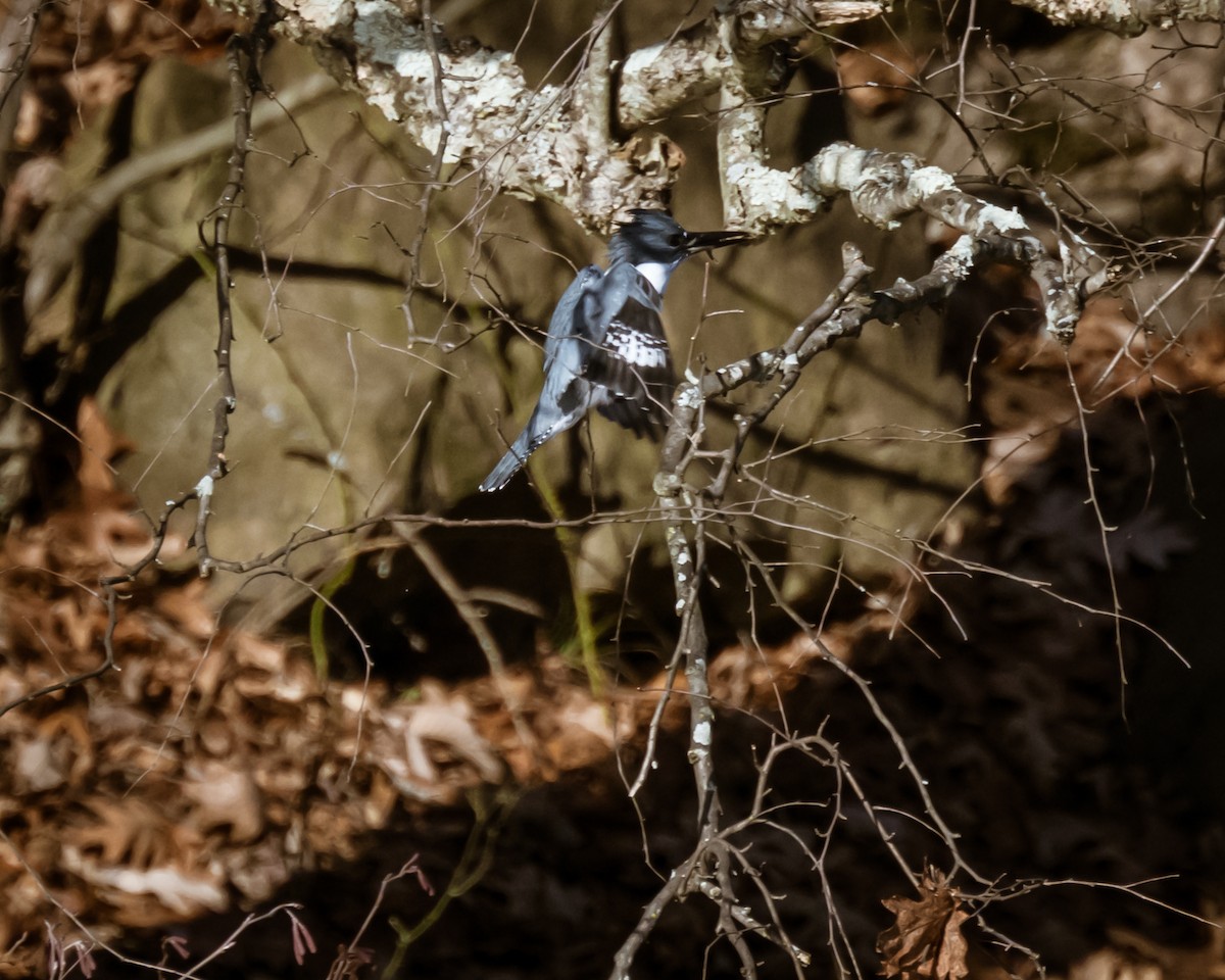 Belted Kingfisher - ML612505163