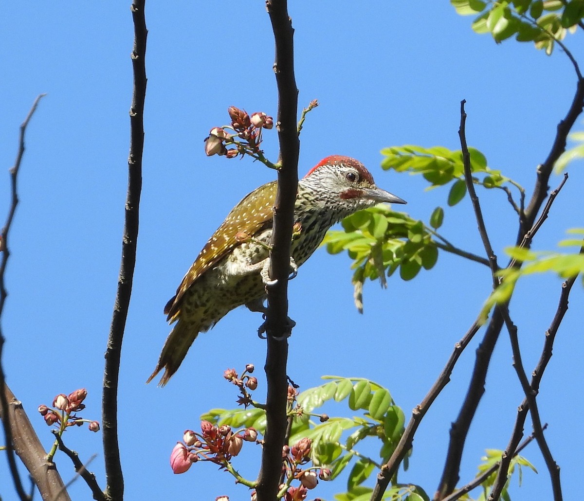Golden-tailed Woodpecker (Golden-tailed) - ML612505205