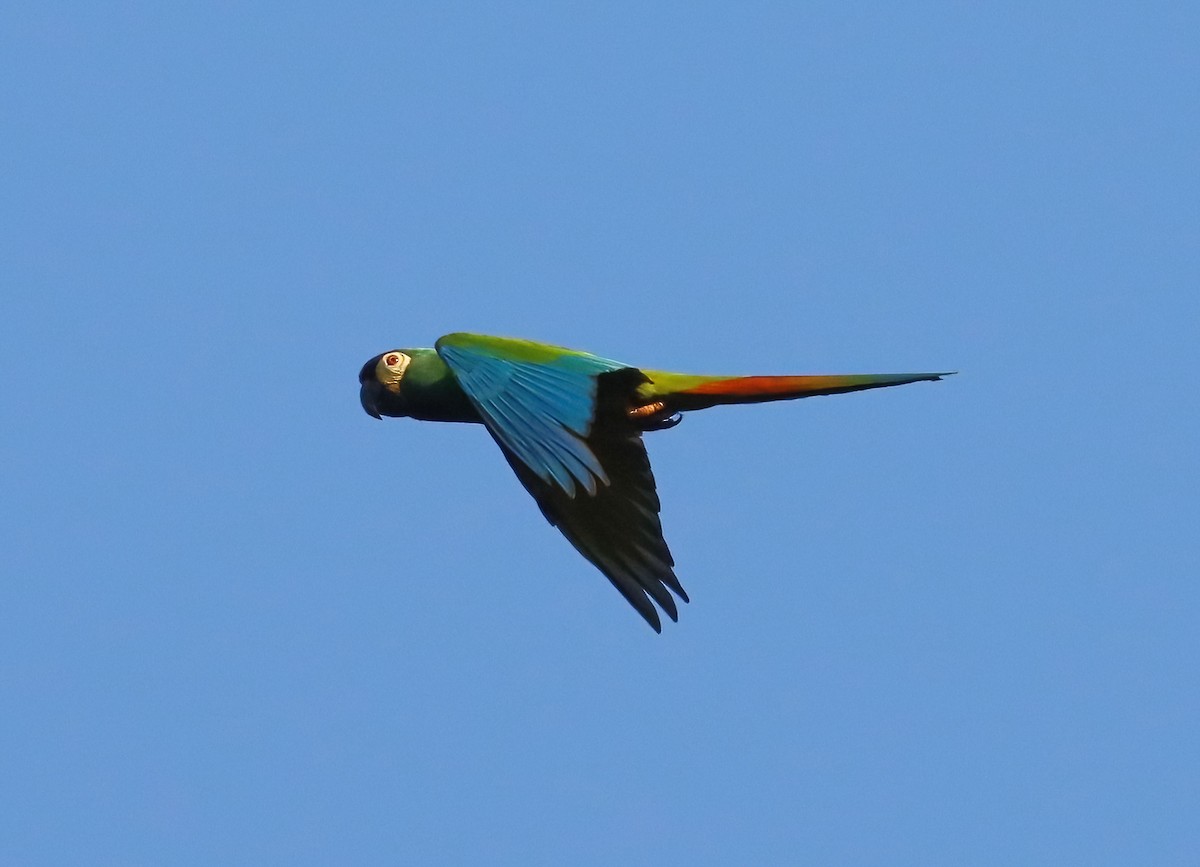 Blue-winged Macaw - ML612505282