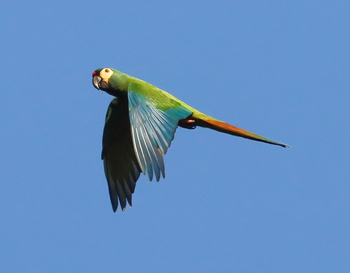 Blue-winged Macaw - ML612505289