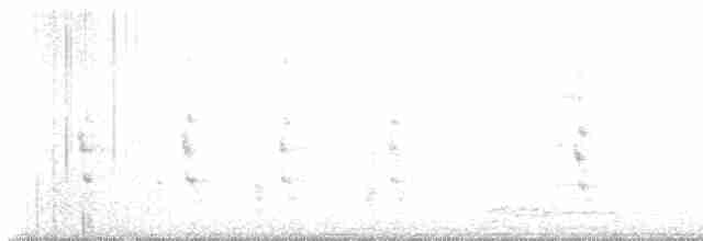 sokol stěhovavý (ssp. peregrinator) - ML612505352