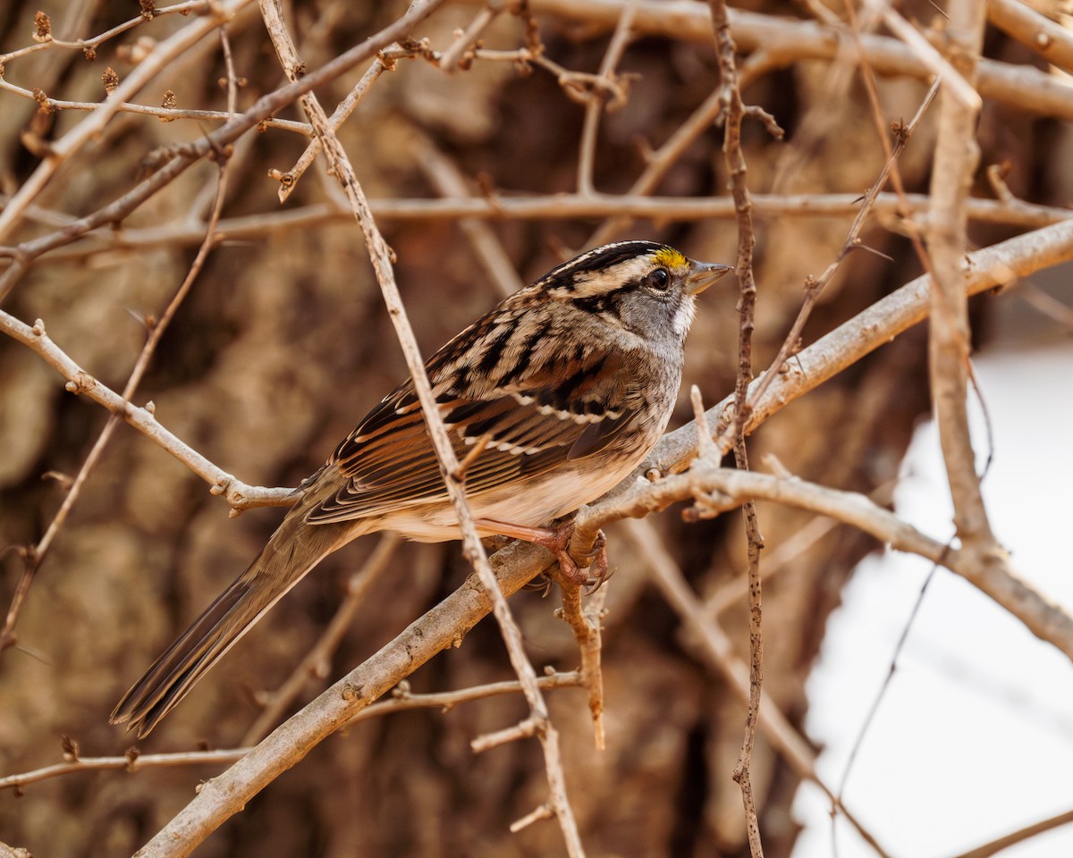 White-throated Sparrow - ML612505353