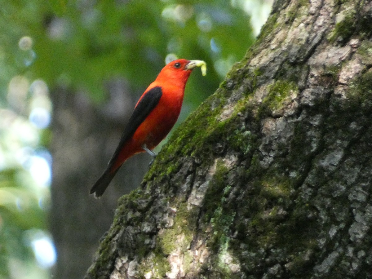 Scarlet Tanager - ML612505449