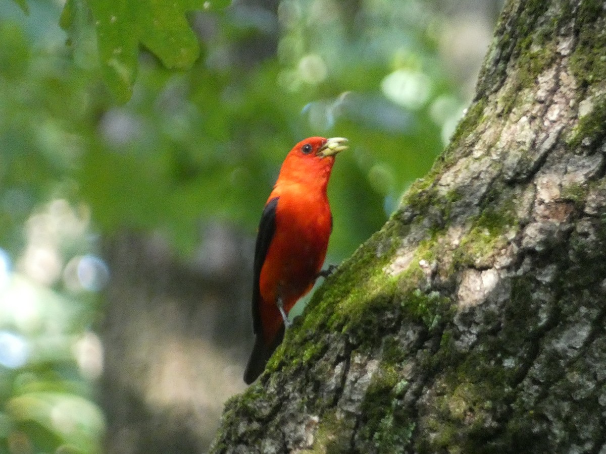 Scarlet Tanager - ML612505450