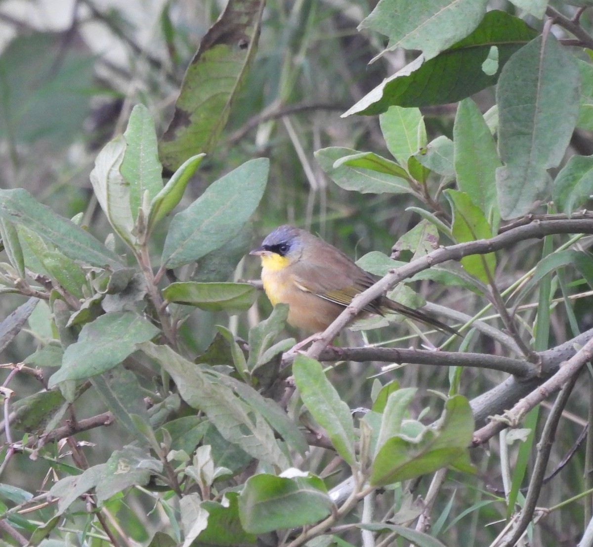 Gray-crowned Yellowthroat - Miguel Angel Och Hernández