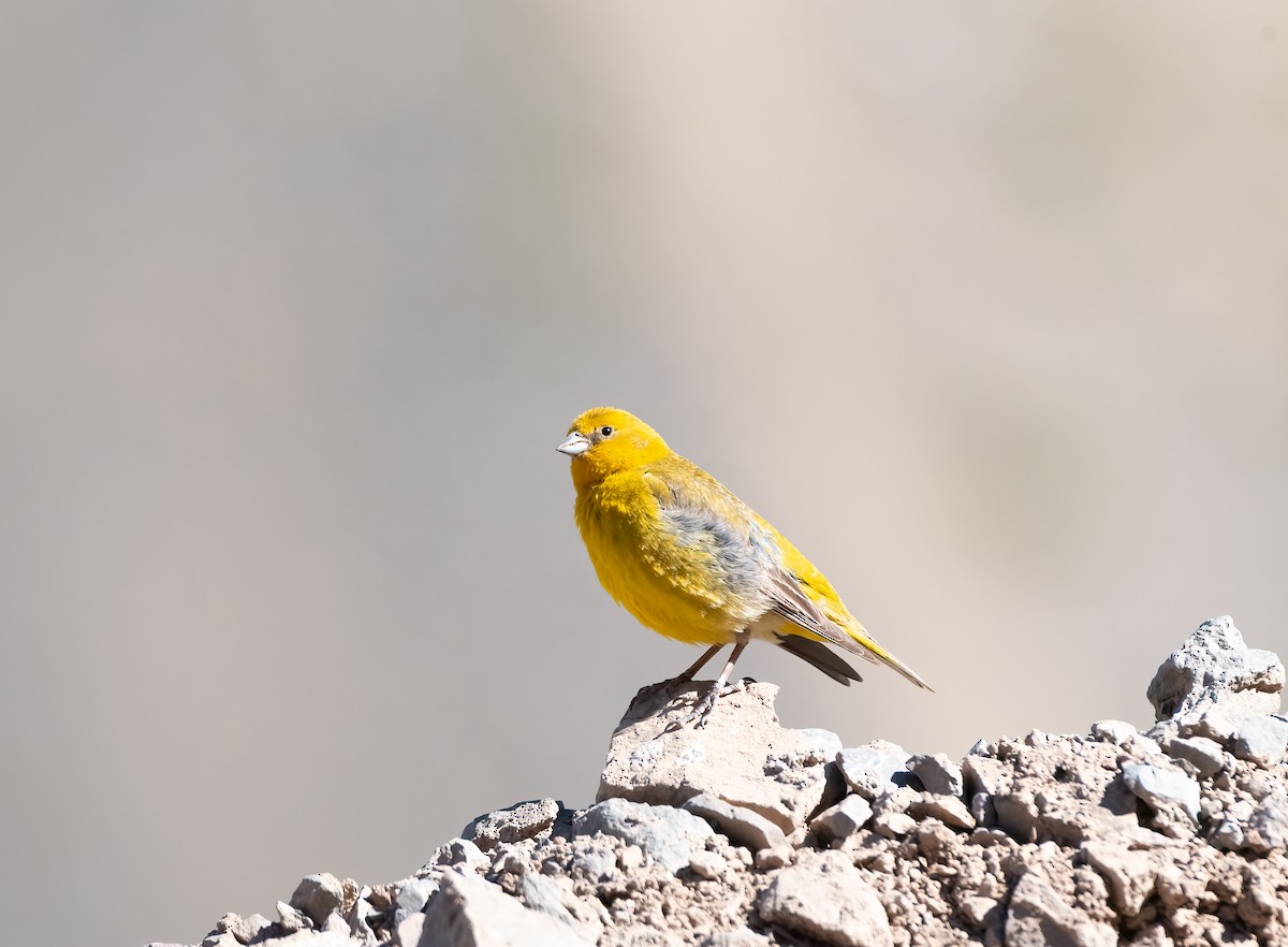 Greater Yellow-Finch - ML612506366