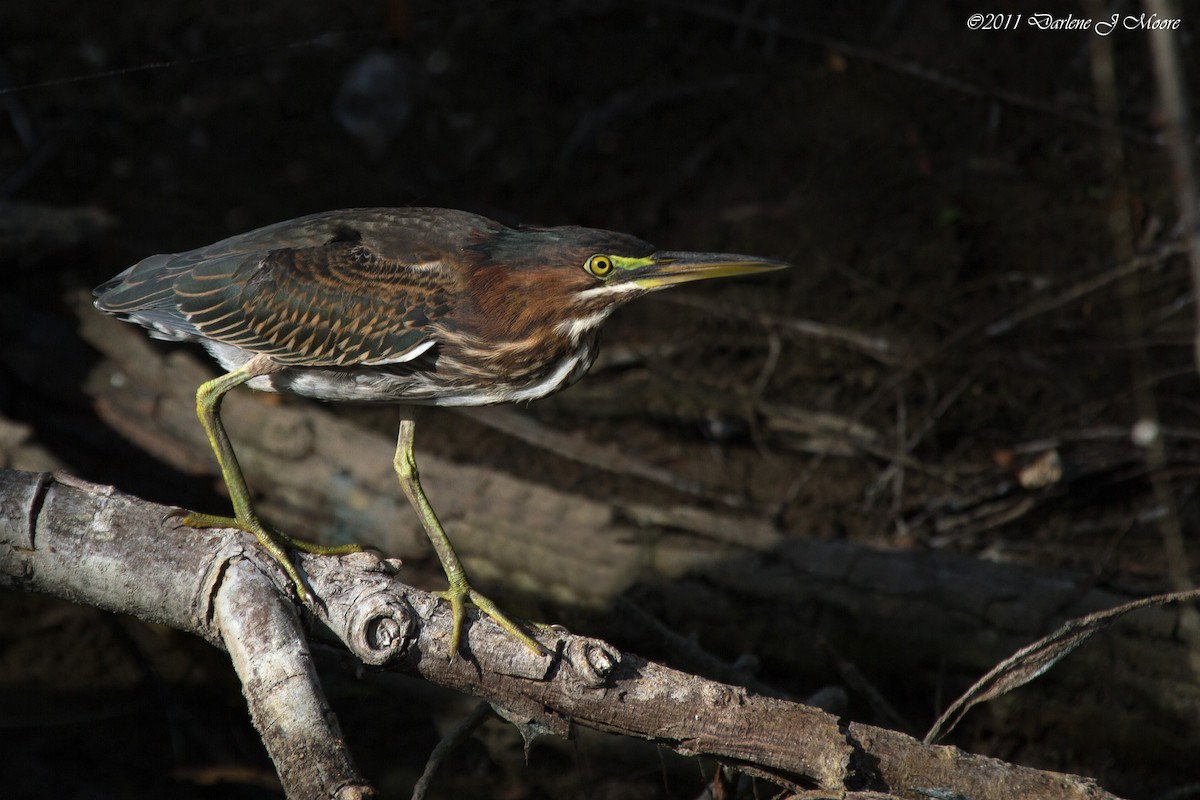 eBird Checklist - 30 Jul 2011 - Loop 12 Boat Launch / wetlands area ...