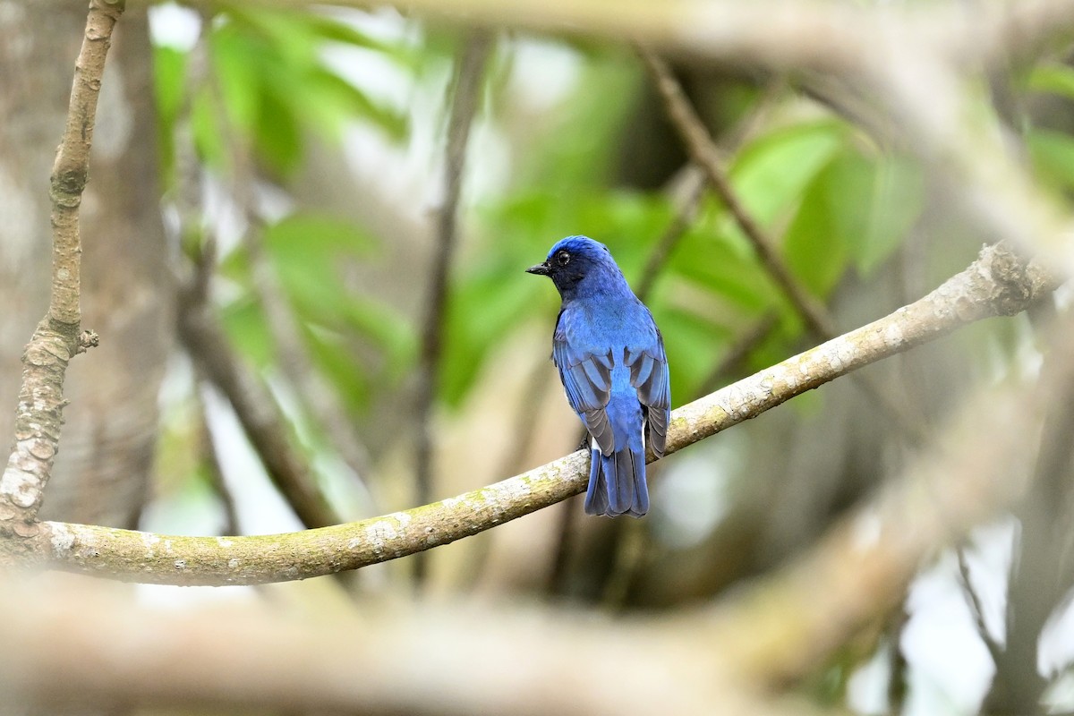 Blue-and-white Flycatcher - ML612506847