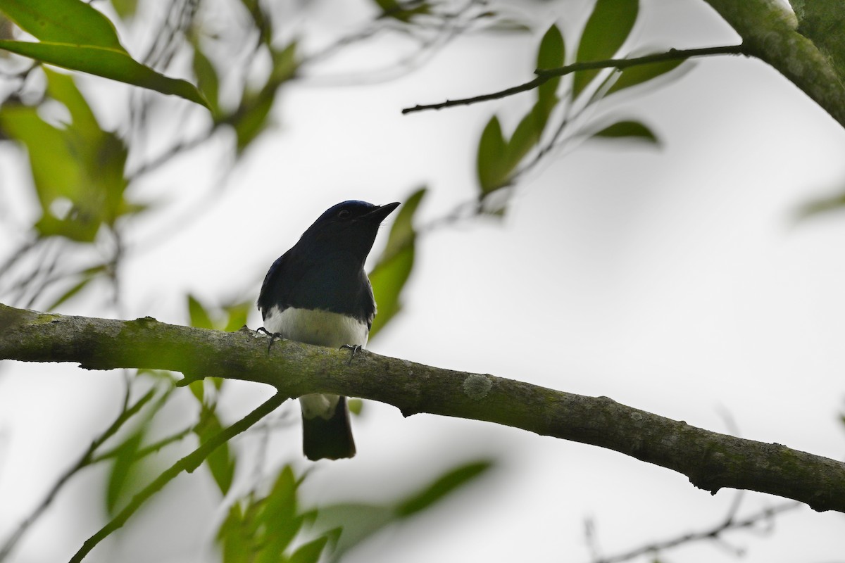 Blue-and-white Flycatcher - ML612506849