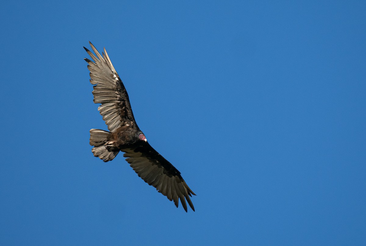 kondor krocanovitý (ssp. aura/septentrionalis) - ML612506981