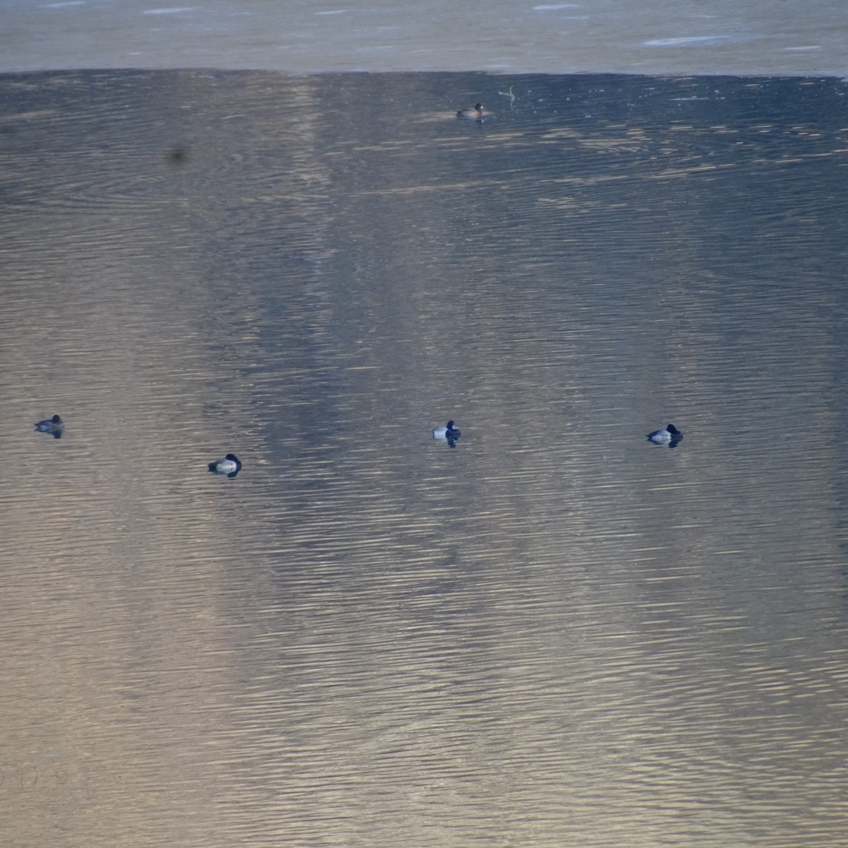 eBird Checklist 21 Dec 2023 Hyrum Reservoir & SP 18 species