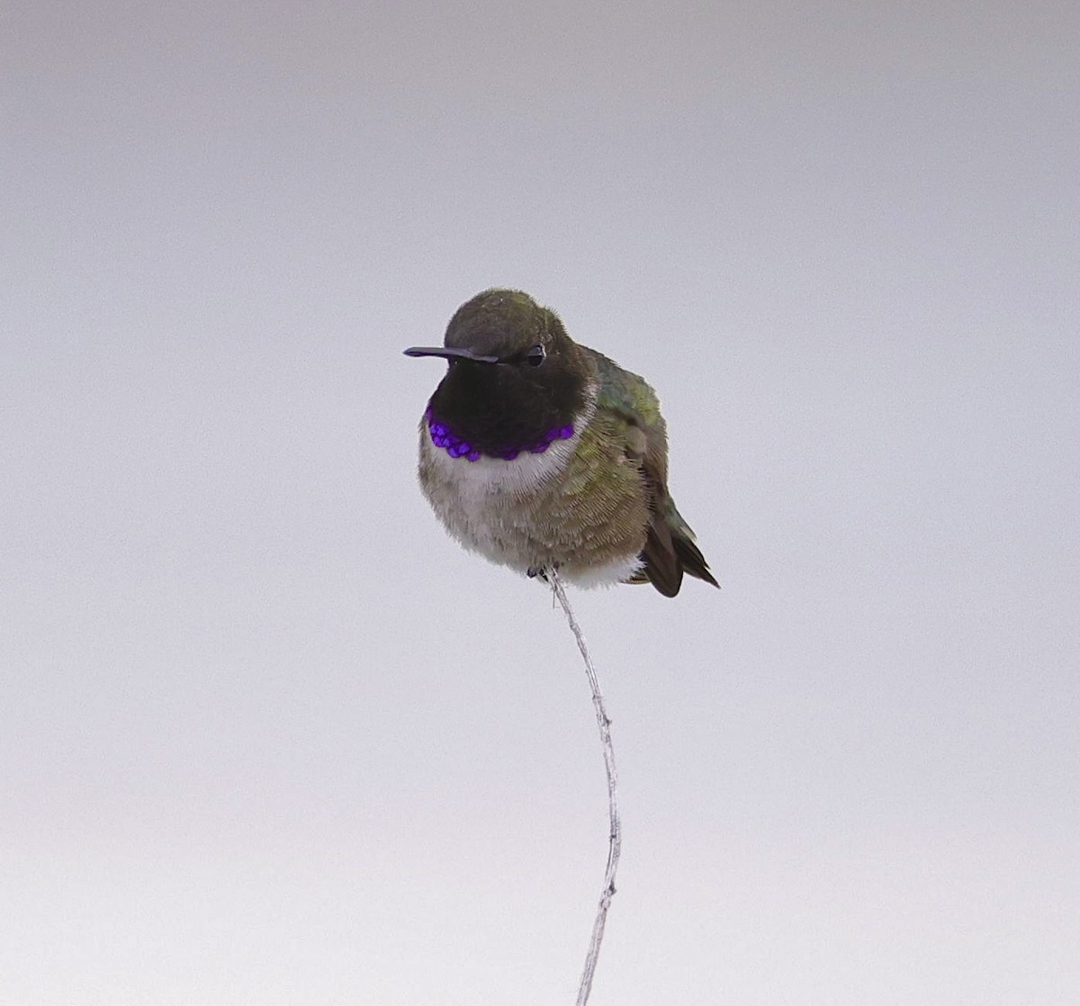 Black-chinned Hummingbird - ML612507717