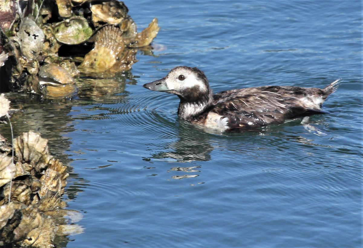 Long-tailed Duck - ML61250831