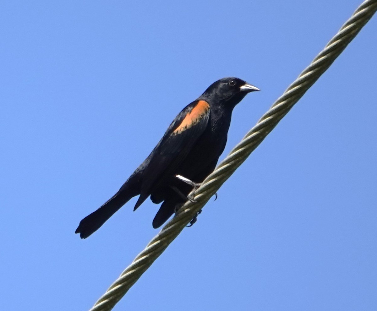 Tawny-shouldered Blackbird - ML612508329