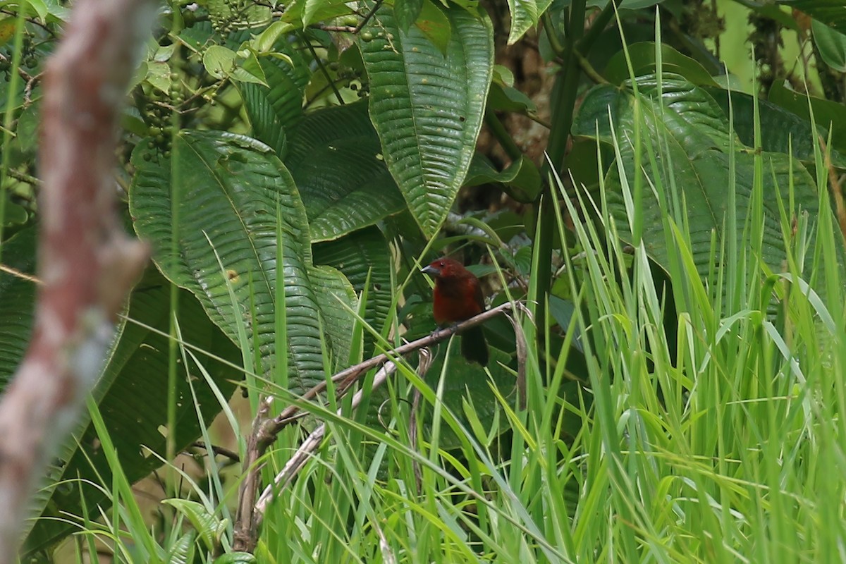 Black-bellied Tanager - ML612508360