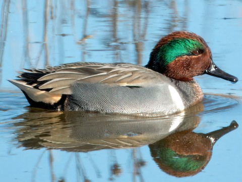 https://cdn.download.ams.birds.cornell.edu/api/v1/asset/612508433/480