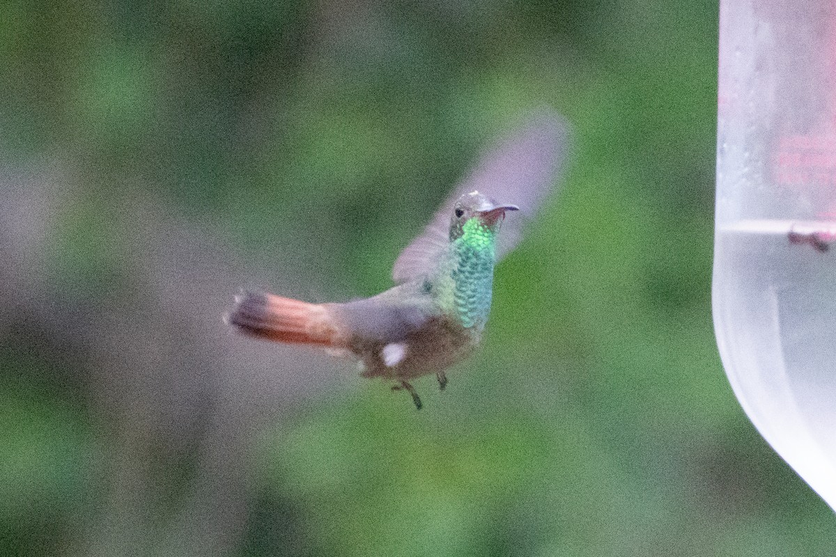Buff-bellied Hummingbird (Northern) - ML612508759