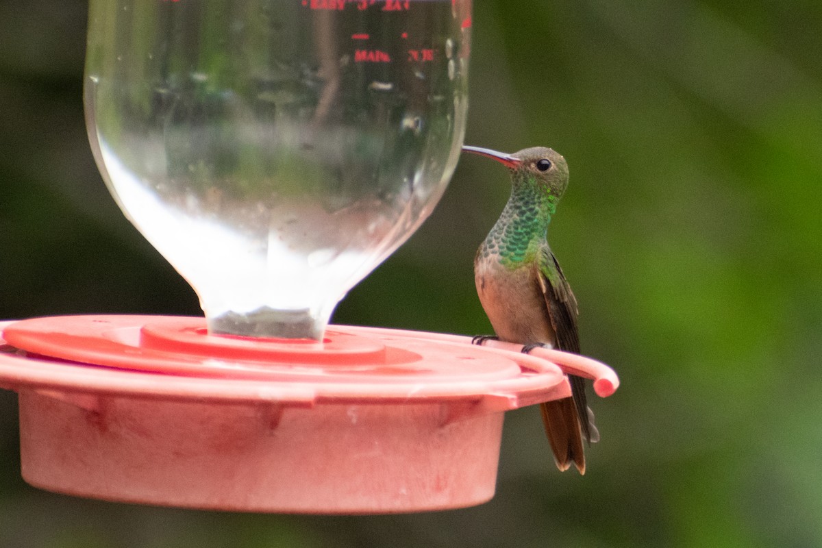 kolibřík yukatanský (ssp. cerviniventris/chalconota) - ML612508760