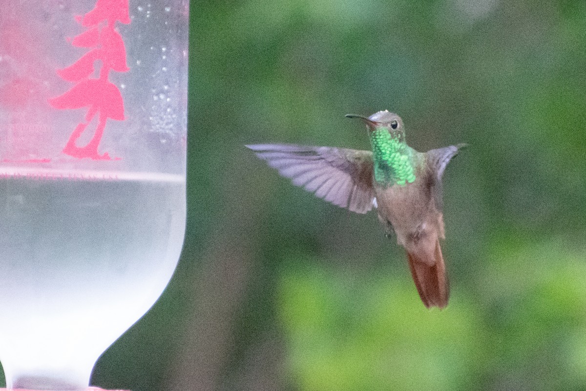 Buff-bellied Hummingbird (Northern) - ML612508762