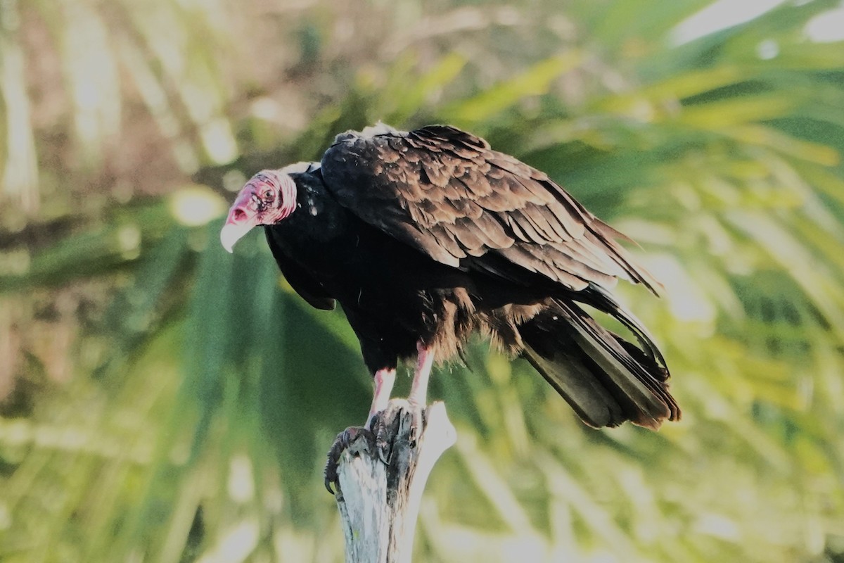 Turkey Vulture - ML612508878