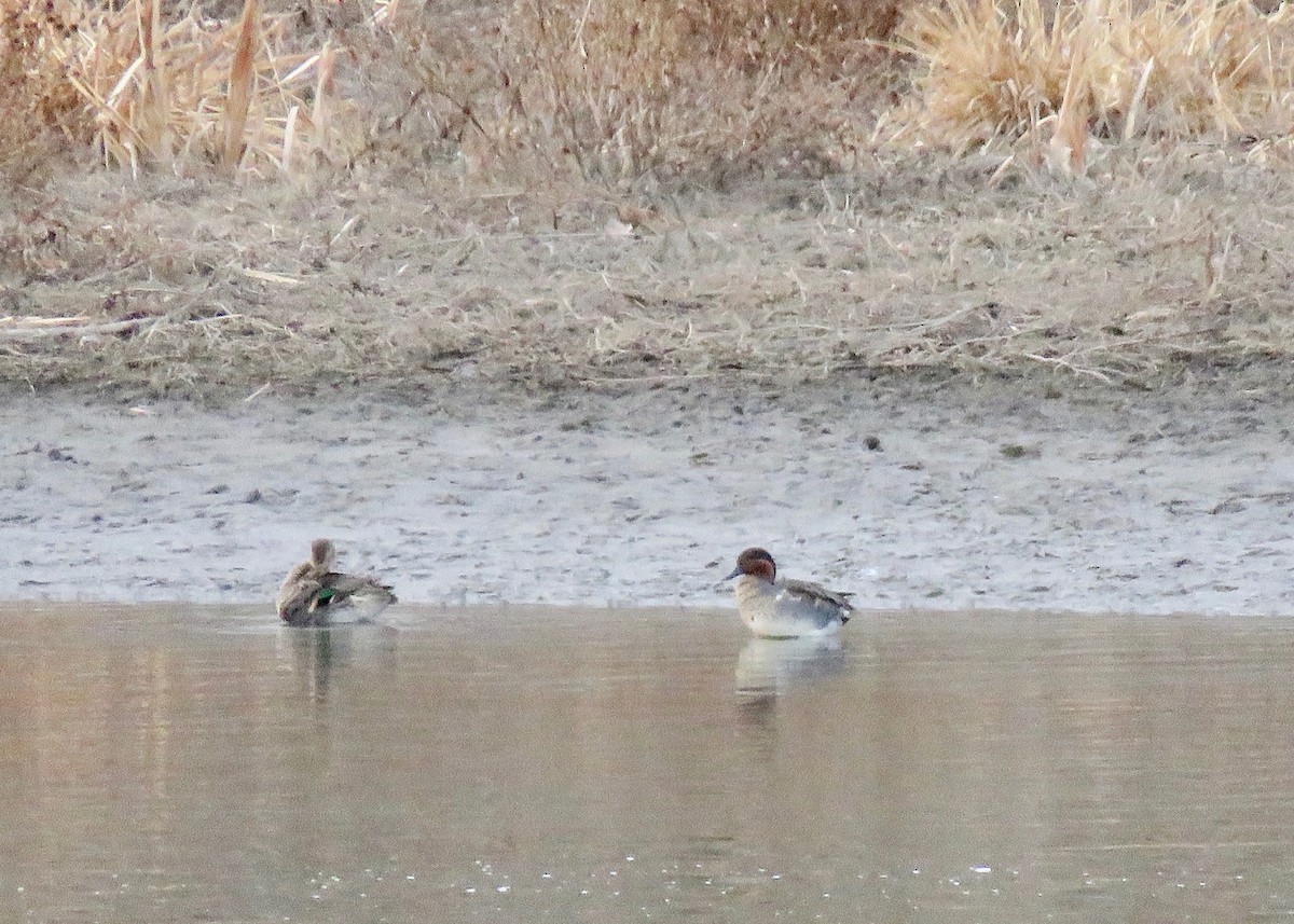 Green-winged Teal - ML612508934