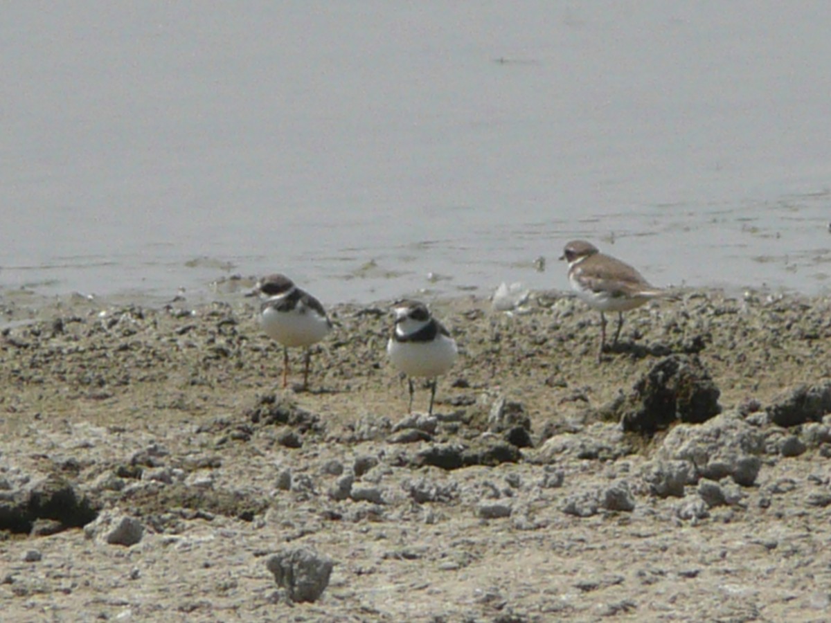 Semipalmated Plover - ML612508941