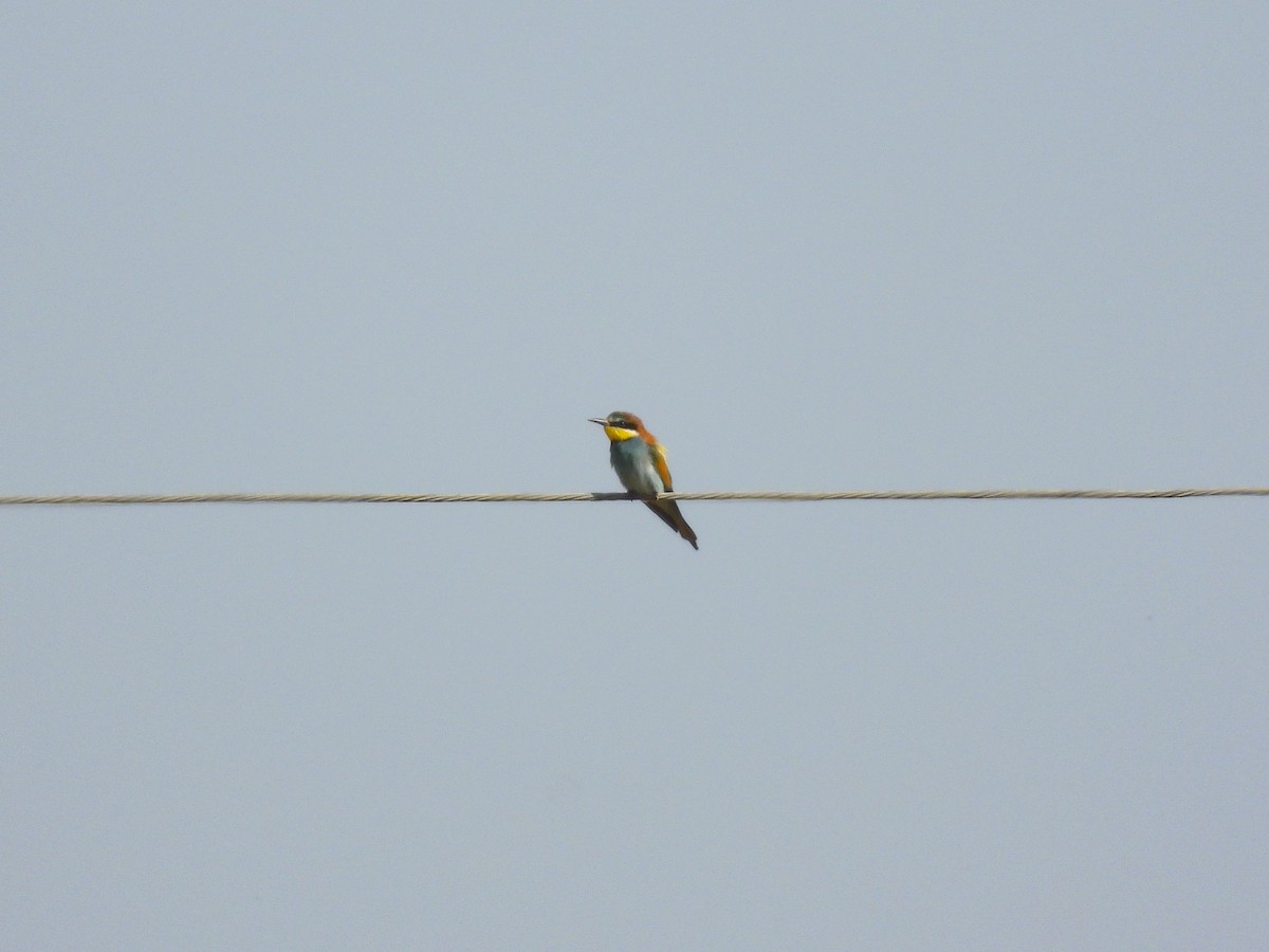 European Bee-eater - ML612509663