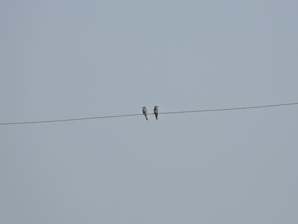 European Bee-eater - ML612509669
