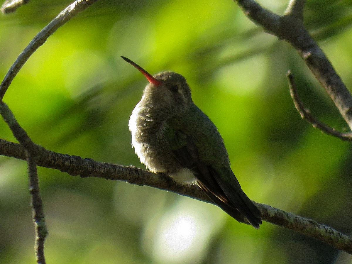 Broad-billed Hummingbird - ML612509845
