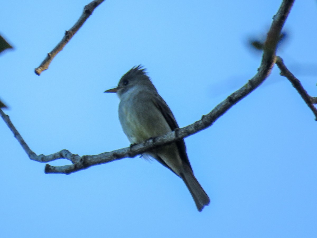 Greater Pewee - ML612509849