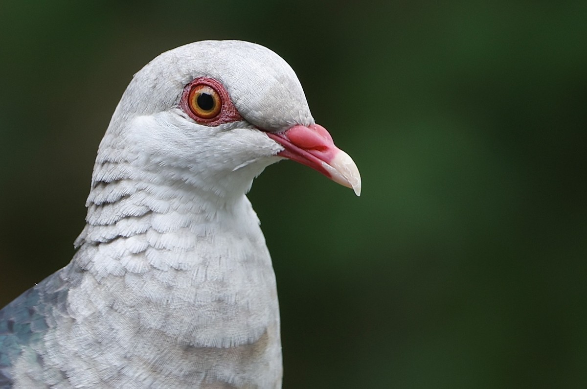 White-headed Pigeon - ML612509974
