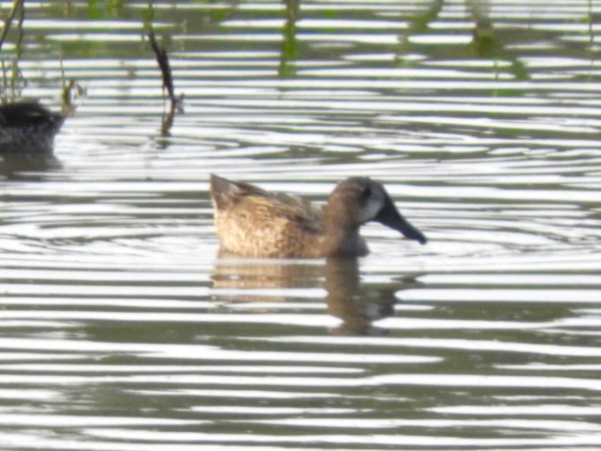 Blue-winged Teal - ML612510050