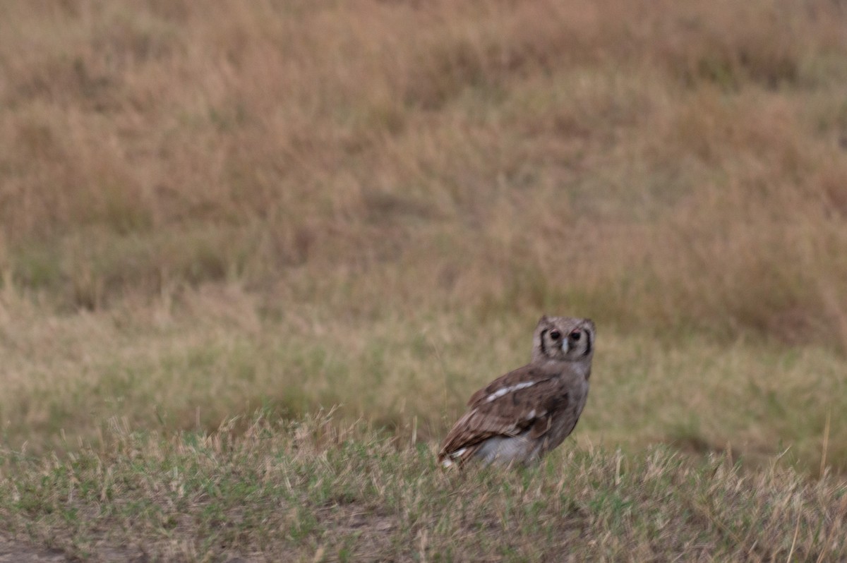 Verreaux's Eagle-Owl - ML612510155