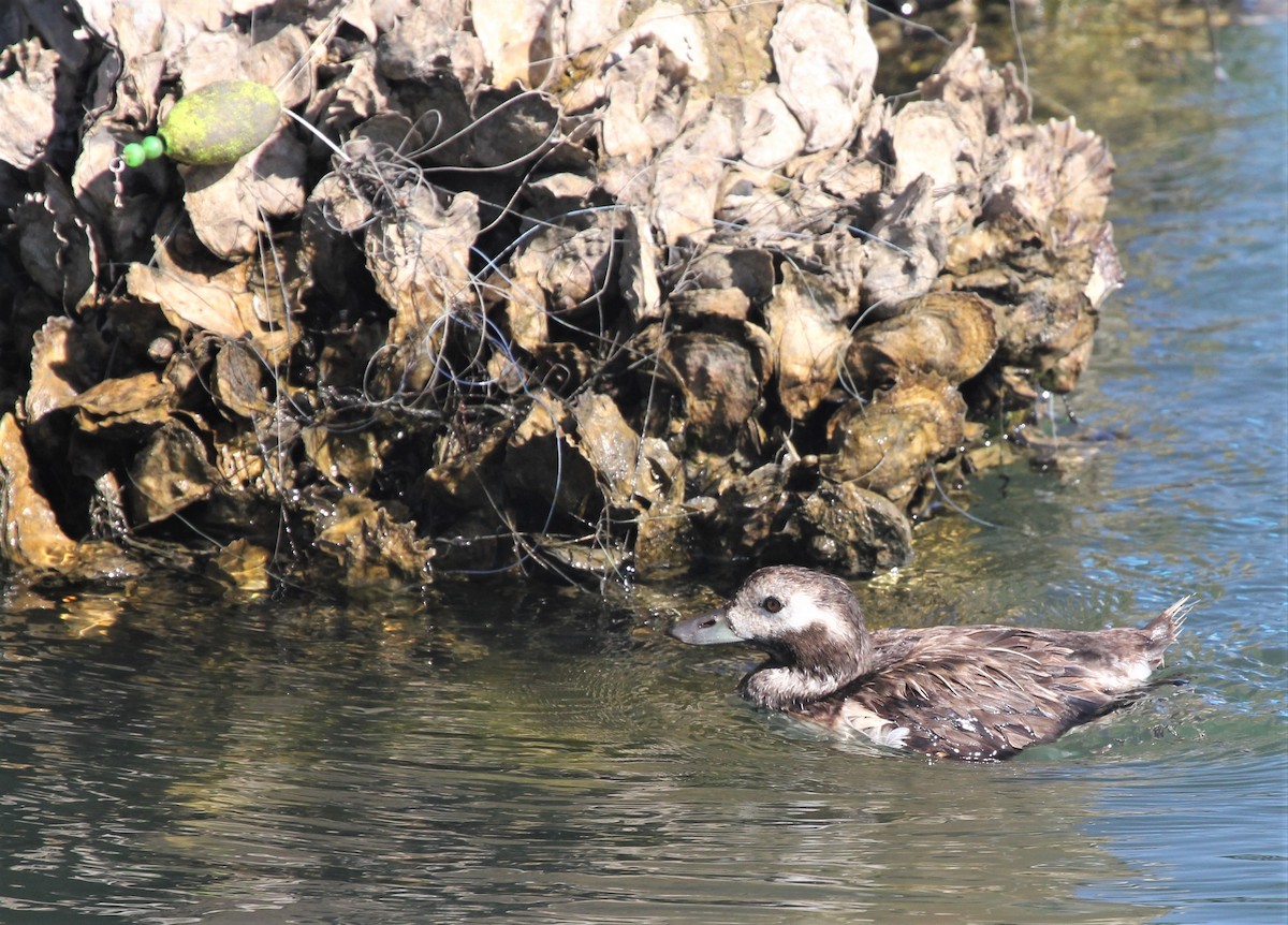 Long-tailed Duck - ML61251021