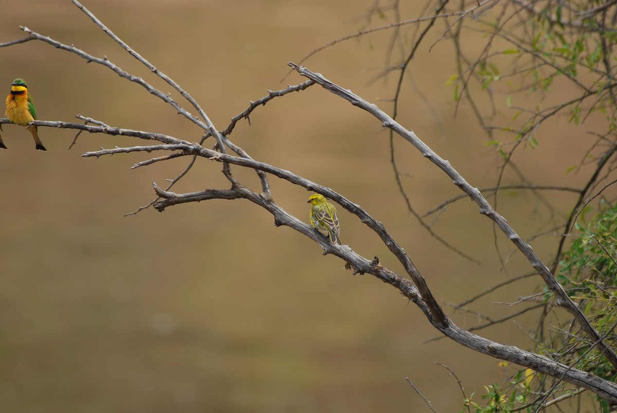 White-bellied Canary - ML612510227