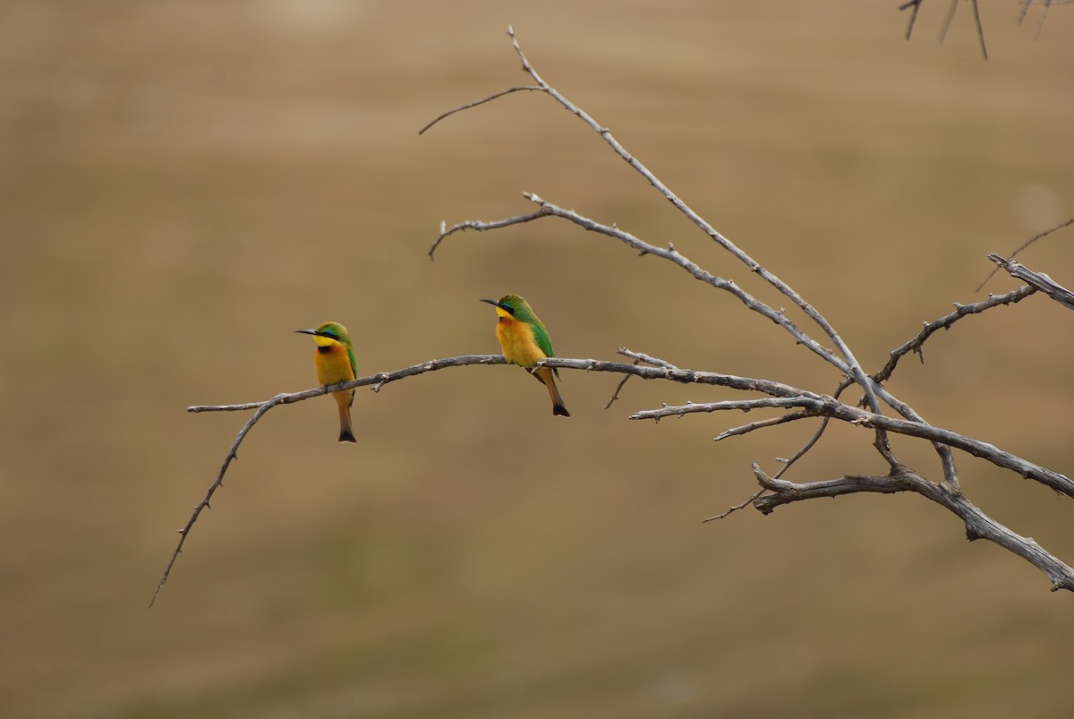 Little Bee-eater - Vivek S