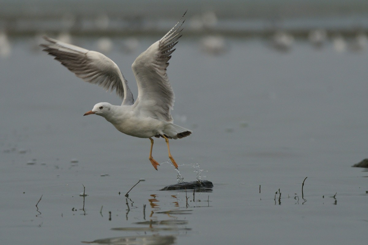 Slender-billed Gull - Prasad  Datar