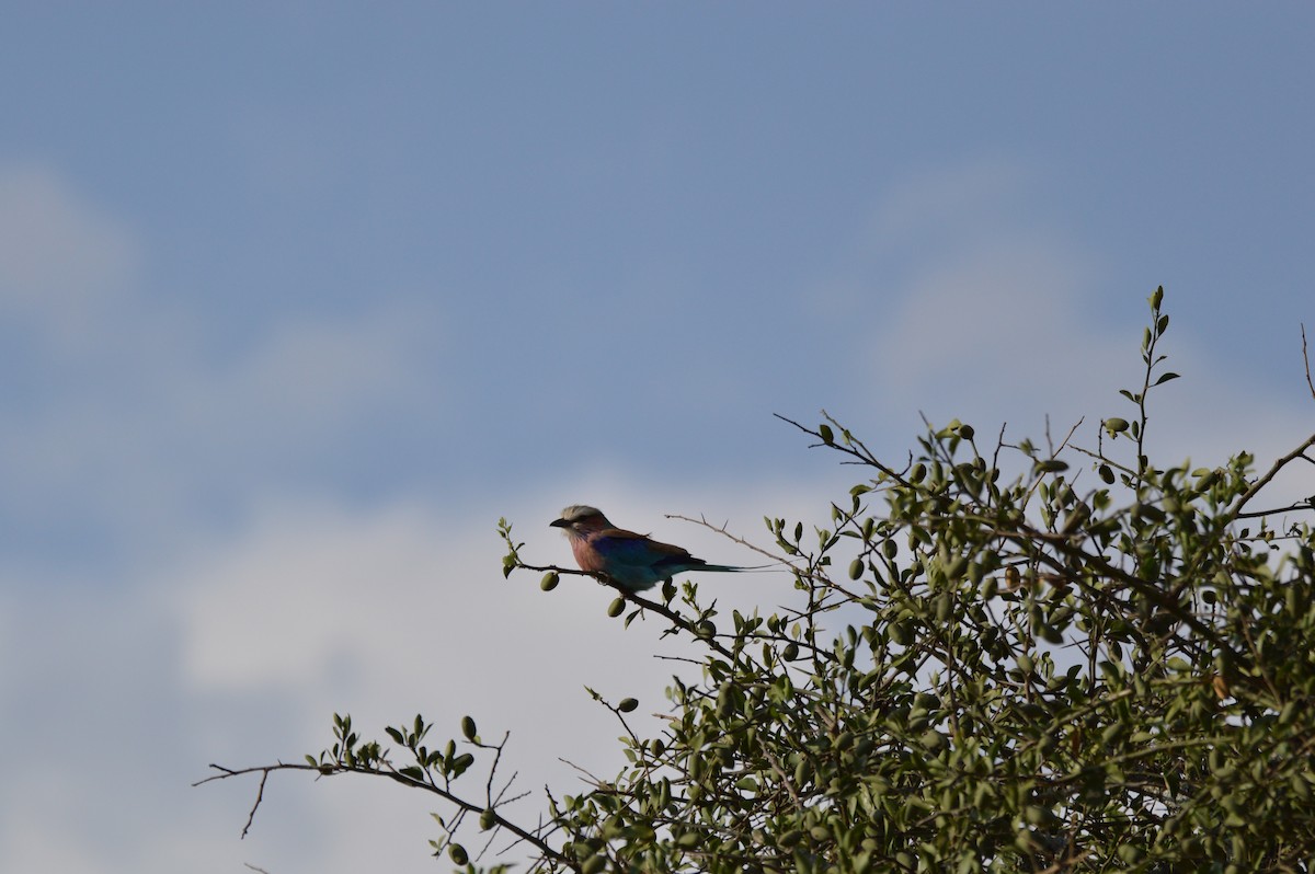 Lilac-breasted Roller - ML612510553