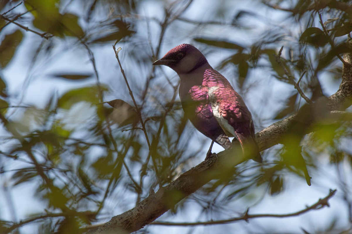 Violet-backed Starling - ML612510568