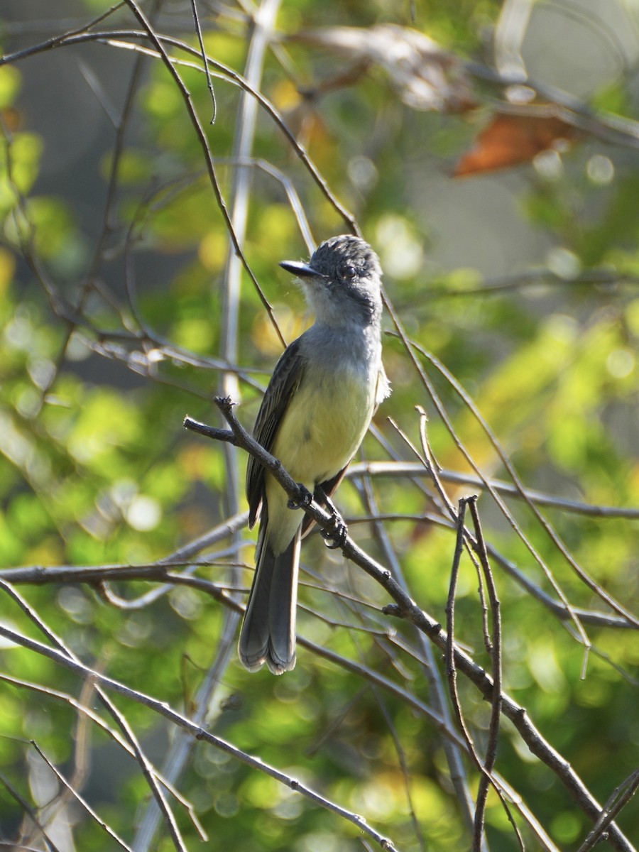 Sooty-crowned Flycatcher - ML612510574