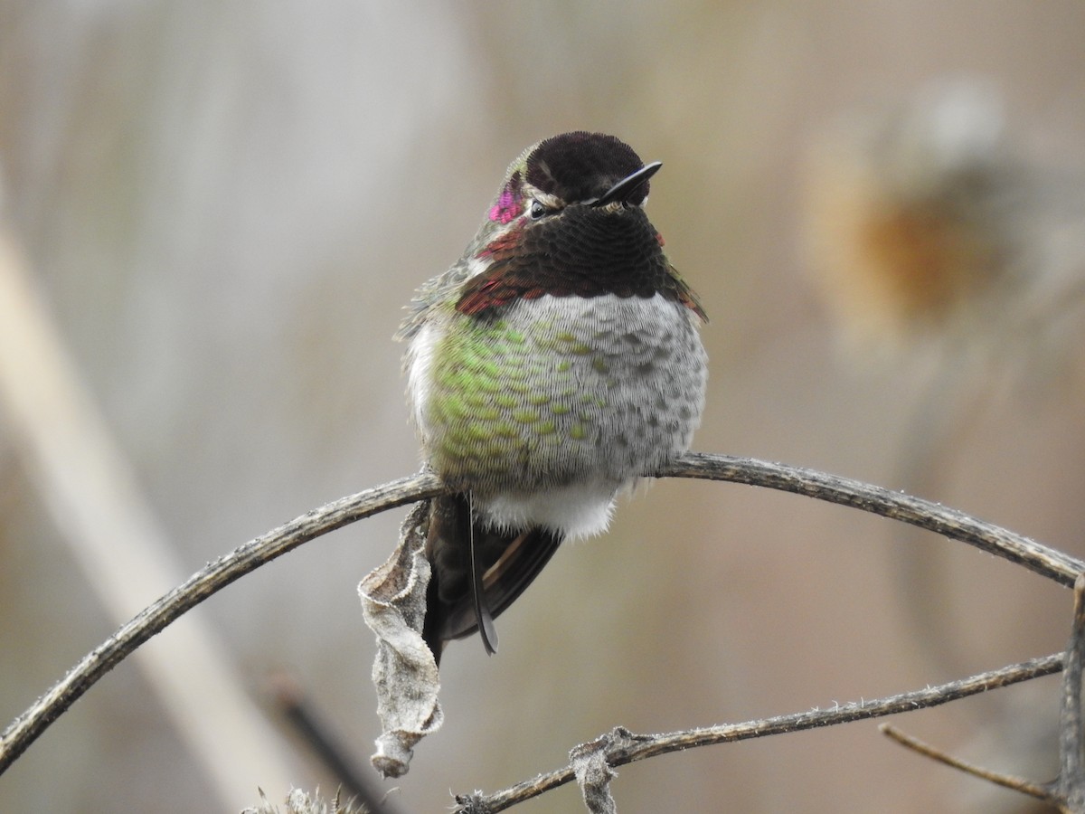 Anna's Hummingbird - ML612511108